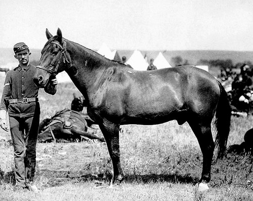 1876 lone survivor custer - lone,